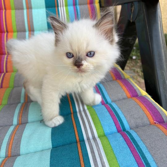 chaton Ragdoll blue point BIBY Chatterie du Bois de Larry