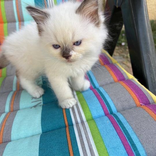 chaton Ragdoll blue point BIBY Chatterie du Bois de Larry