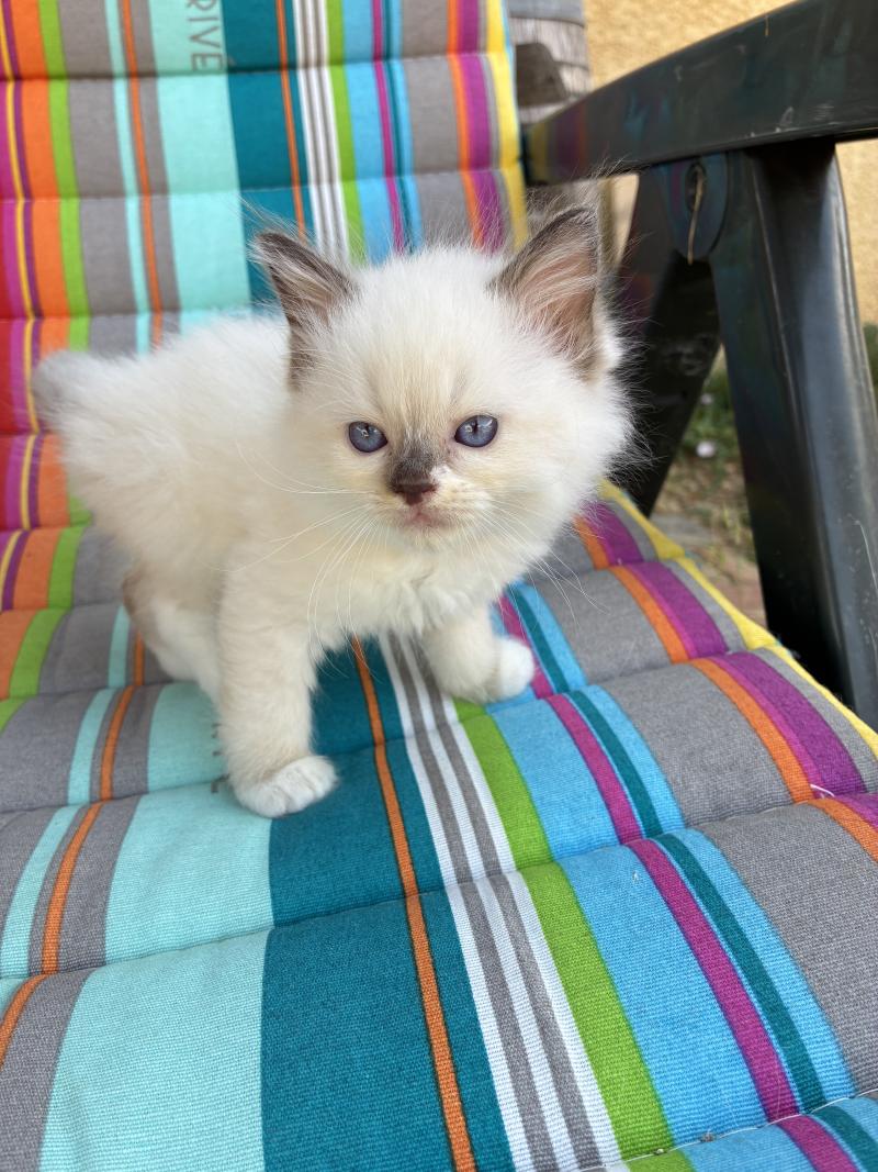 BIBY du Bois de Larry Mâle Ragdoll
