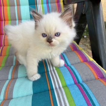 chaton Ragdoll blue point mitted BIBY Chatterie du Bois de Larry