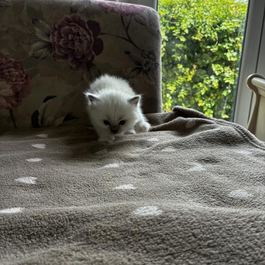 BIGBEN du Bois de Larry Mâle Ragdoll
