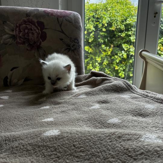 chaton Ragdoll BIGBEN Chatterie du Bois de Larry
