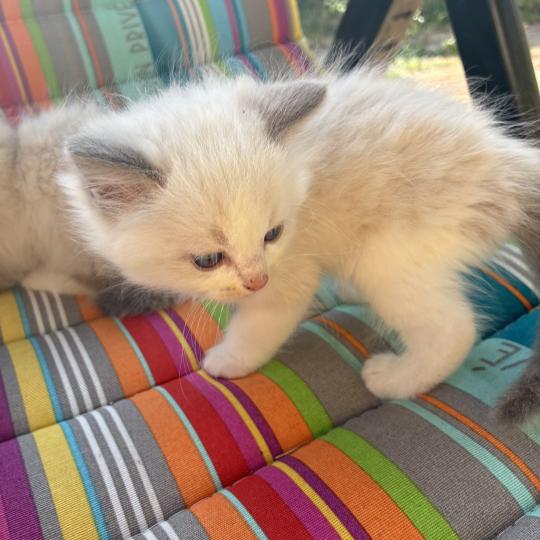 chaton Ragdoll blue tabby point BETHOVEN Chatterie du Bois de Larry
