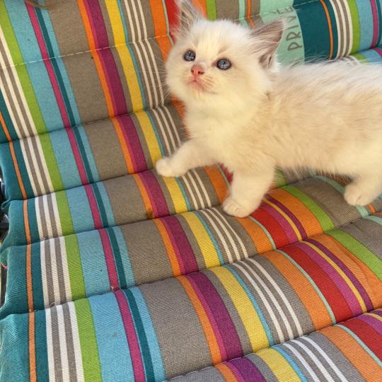 chaton Ragdoll blue tabby point BETHOVEN Chatterie du Bois de Larry