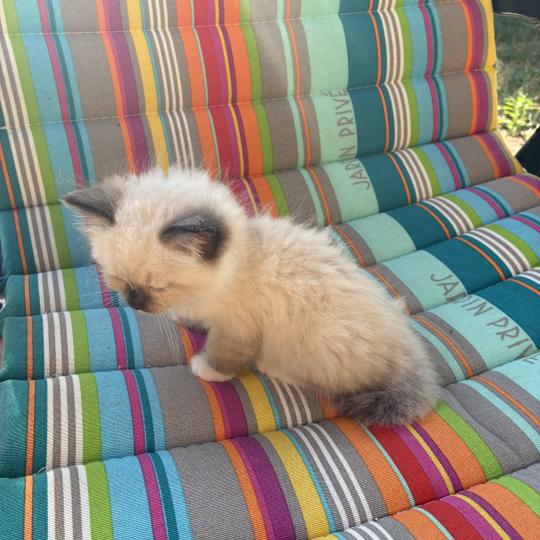 chaton Ragdoll seal point mitted BETHOVEN Chatterie du Bois de Larry