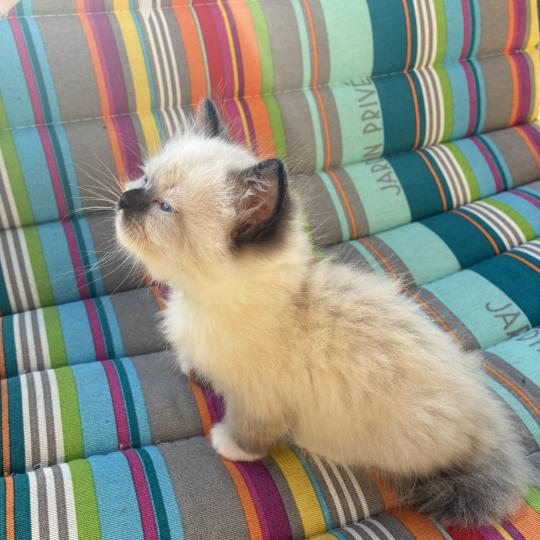 chaton Ragdoll seal point mitted BETHOVEN Chatterie du Bois de Larry