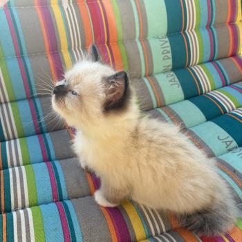 chaton Ragdoll seal point mitted BETHOVEN Chatterie du Bois de Larry