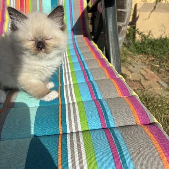 chaton Ragdoll seal point mitted BETHOVEN Chatterie du Bois de Larry