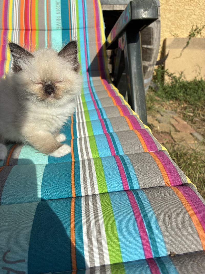 BETHOVEN du Bois de Larry Mâle Ragdoll