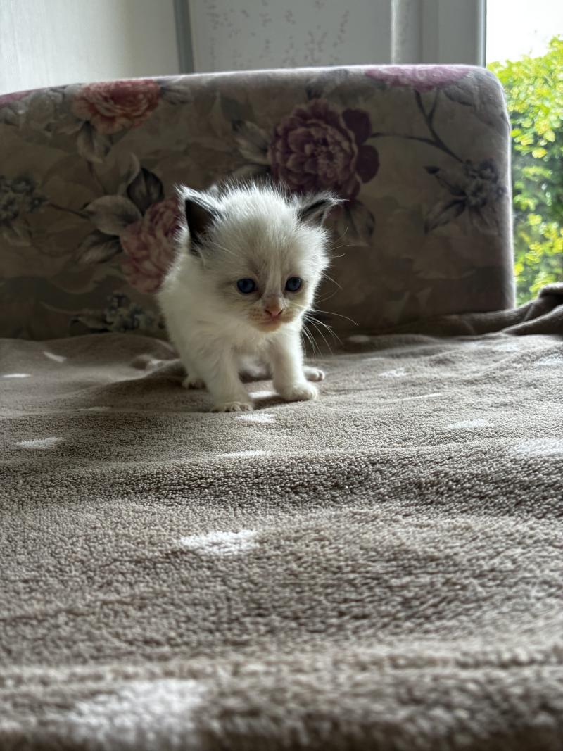 BIANCA du Bois de Larry Femelle Ragdoll