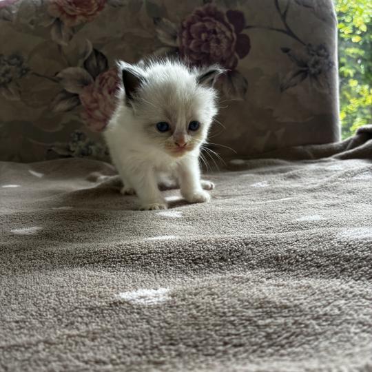 BIANCA du Bois de Larry Femelle Ragdoll
