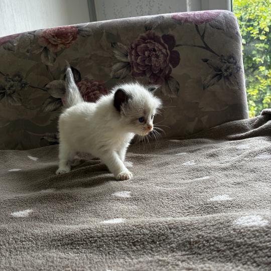 chaton Ragdoll BISCOTTE Chatterie du Bois de Larry
