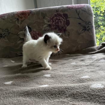 chaton Ragdoll BISCOTTE Chatterie du Bois de Larry