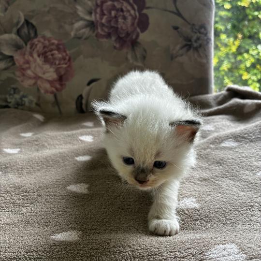 BISCUIT du Bois de Larry Mâle Ragdoll