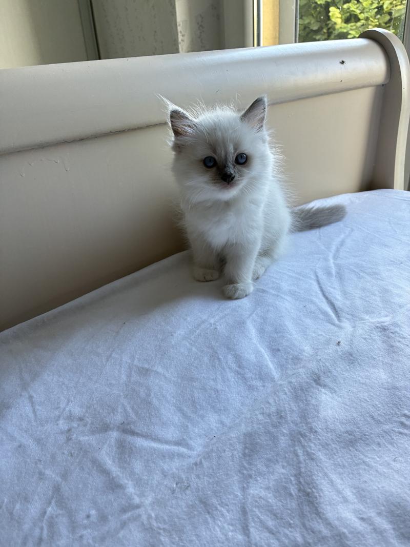 BISCUIT du Bois de Larry Mâle Ragdoll