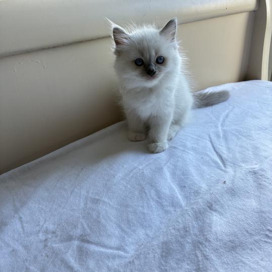 BISCUIT du Bois de Larry Mâle Ragdoll