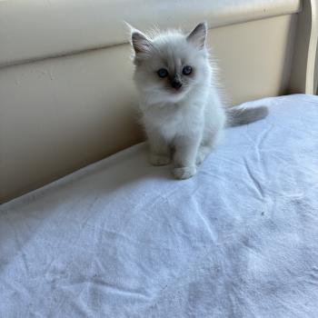 chaton Ragdoll seal point mitted BISCUIT Chatterie du Bois de Larry