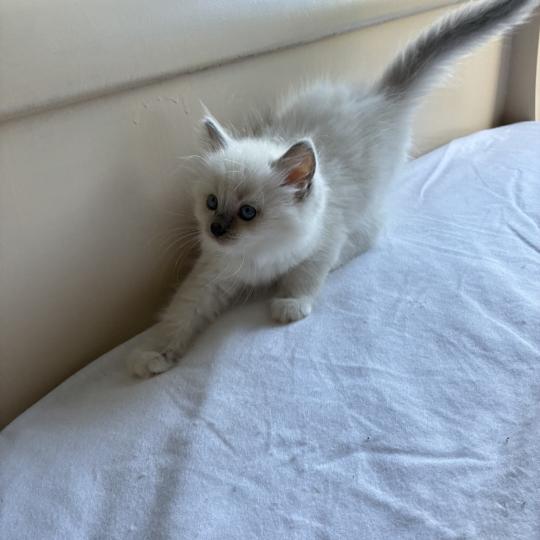 chaton Ragdoll seal point mitted BISCUIT Chatterie du Bois de Larry