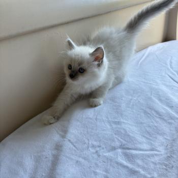 chaton Ragdoll seal point mitted BISCUIT Chatterie du Bois de Larry