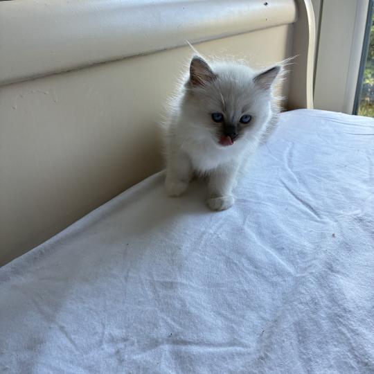 chaton Ragdoll seal point mitted BISCUIT Chatterie du Bois de Larry