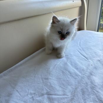 chaton Ragdoll seal point mitted BISCUIT Chatterie du Bois de Larry