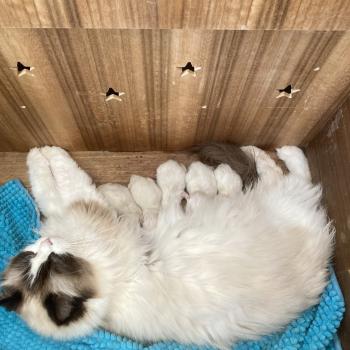 BOUNTY du Bois de Larry Mâle Ragdoll