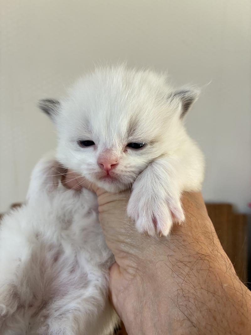 BOUNTY du Bois de Larry Mâle Ragdoll