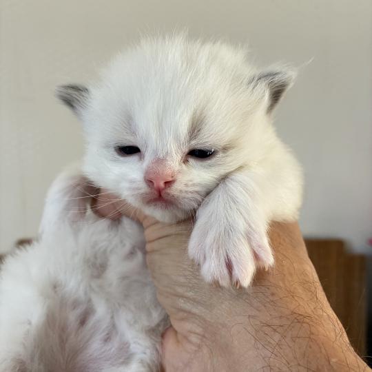BOUNTY du Bois de Larry Mâle Ragdoll