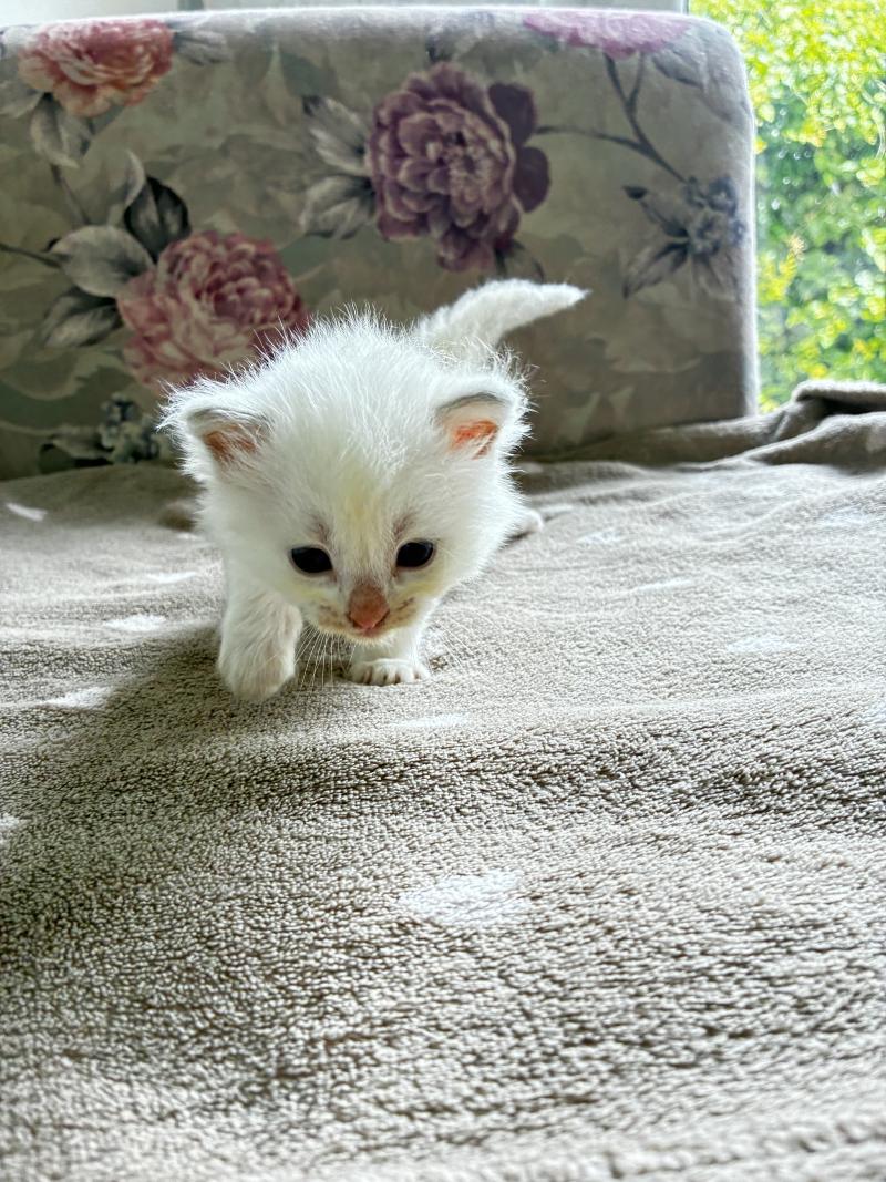 BERLIOZ du Bois de Larry Mâle Ragdoll