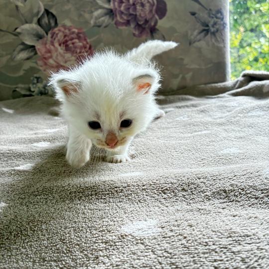 BRASERO du Bois de Larry Mâle Ragdoll