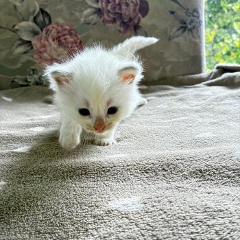 chaton Ragdoll BRASERO Chatterie du Bois de Larry
