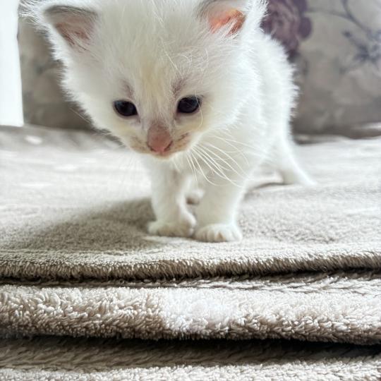 chaton Ragdoll BRASERO Chatterie du Bois de Larry