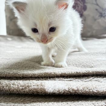 chaton Ragdoll BRASERO Chatterie du Bois de Larry