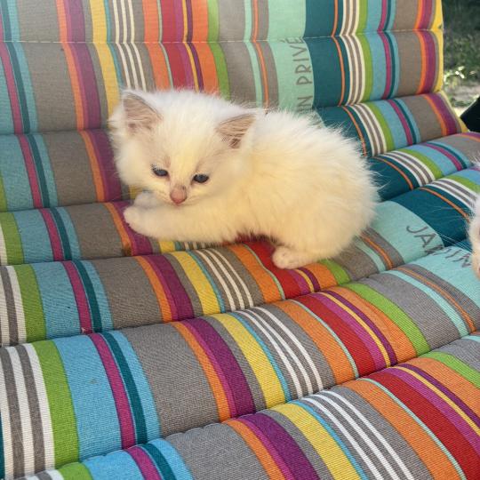 chaton Ragdoll white bicolor BERLIOZ Chatterie du Bois de Larry