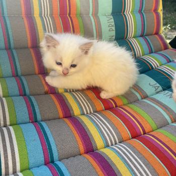 chaton Ragdoll white bicolor BERLIOZ Chatterie du Bois de Larry