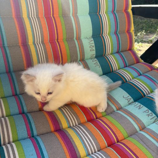 chaton Ragdoll white bicolor BERLIOZ Chatterie du Bois de Larry