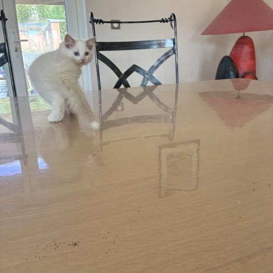 chaton Ragdoll lilac bicolor BERLIOZ Chatterie du Bois de Larry