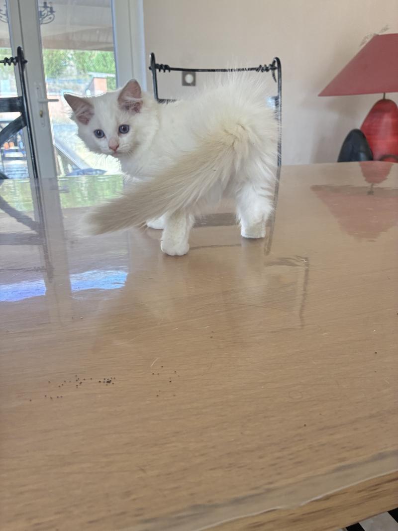 BERLIOZ du Bois de Larry Mâle Ragdoll