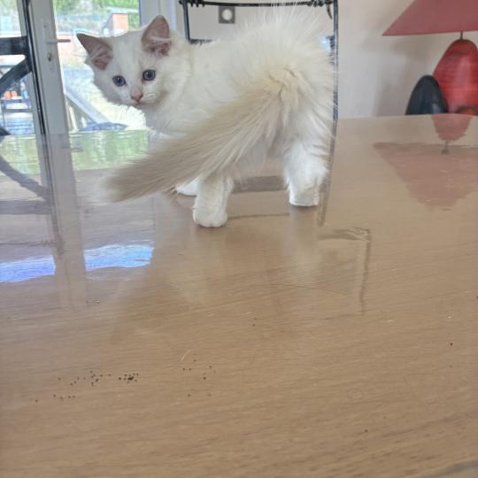 BERLIOZ du Bois de Larry Mâle Ragdoll