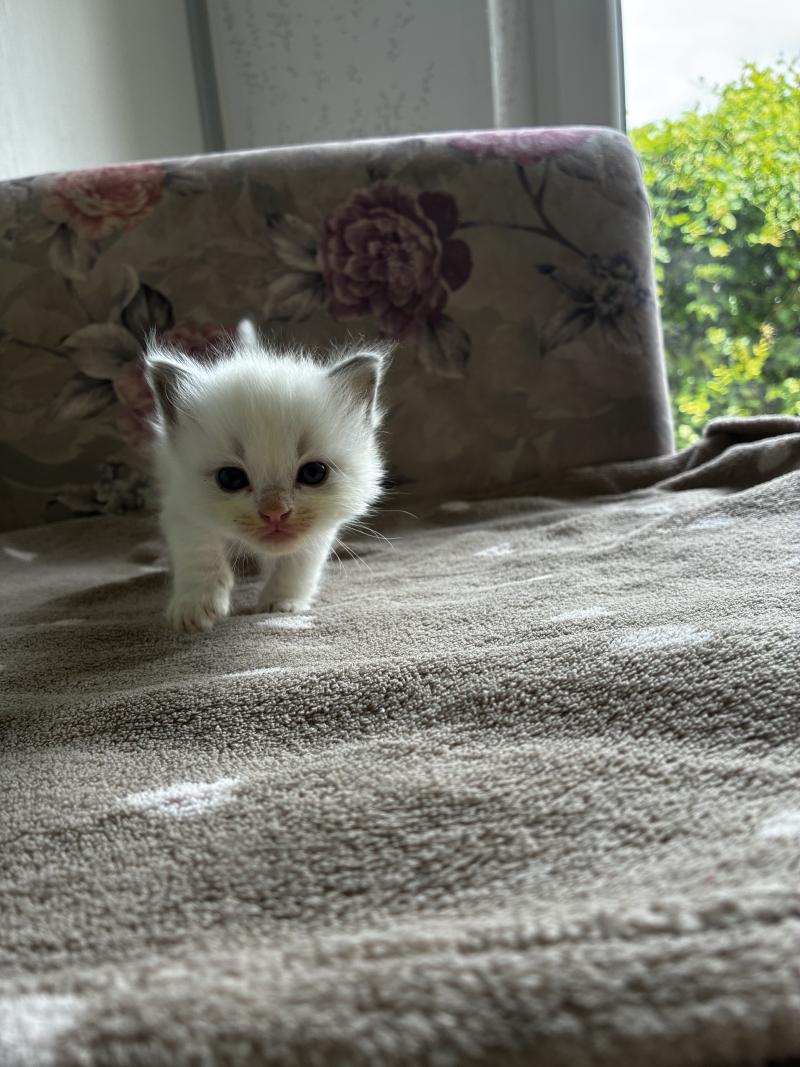 BROWNIE du Bois de Larry Mâle Ragdoll