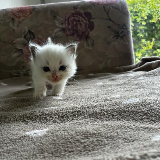 BROWNIE du Bois de Larry Mâle Ragdoll