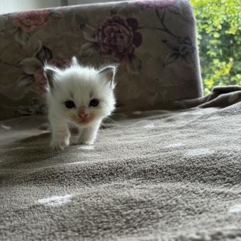 chaton Ragdoll BROWNIE Chatterie du Bois de Larry