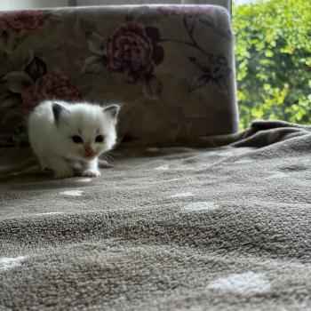 chaton Ragdoll BROWNIE Chatterie du Bois de Larry