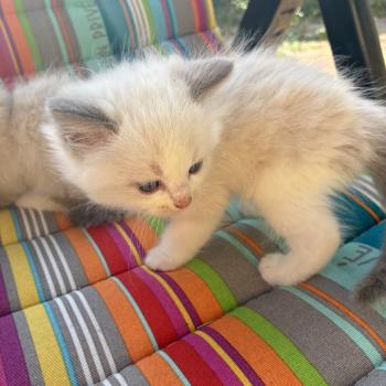 chaton Ragdoll BROWNIE Chatterie du Bois de Larry