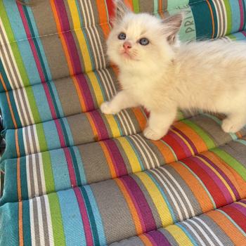 chaton Ragdoll BROWNIE Chatterie du Bois de Larry
