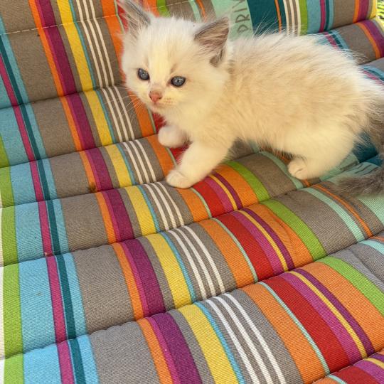 chaton Ragdoll BROWNIE Chatterie du Bois de Larry