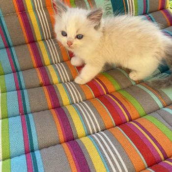 chaton Ragdoll BROWNIE Chatterie du Bois de Larry