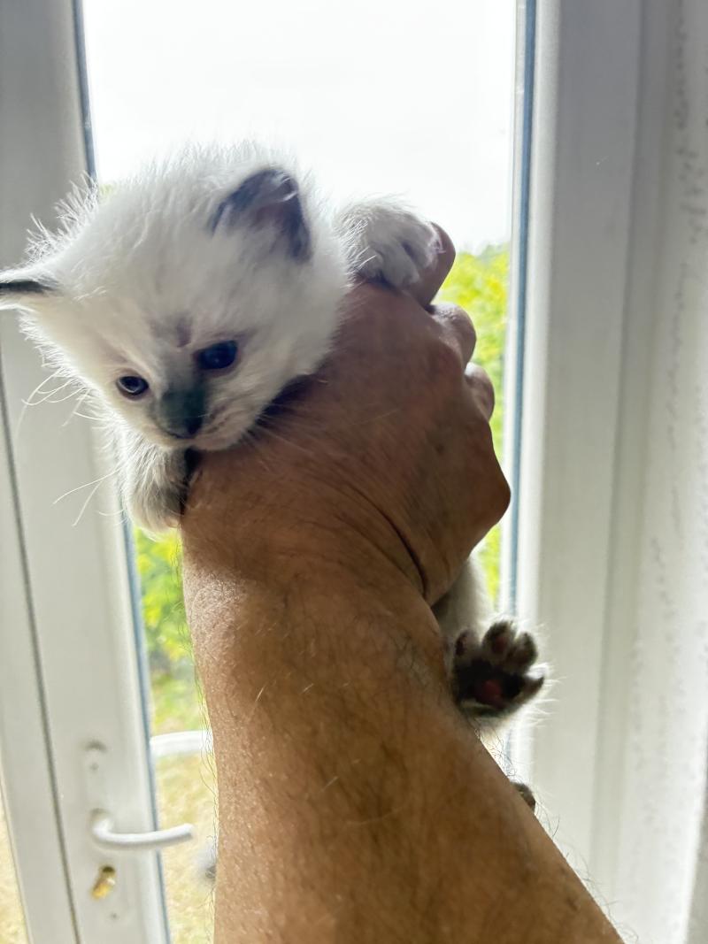 BUG BUNNY du Bois de Larry Mâle Ragdoll