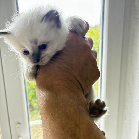 BUG BUNNY du Bois de Larry Mâle Ragdoll