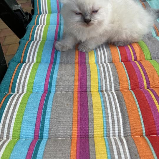 chaton Ragdoll blue point BUG BUNNY Chatterie du Bois de Larry